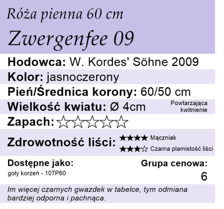 roza-pienna-jasnoczerwony-zwergenfee 09-cechy